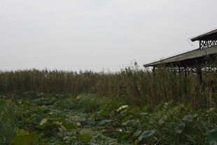 田野中的小屋与繁茂植物