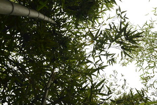 竹林间枝叶繁茂的景象