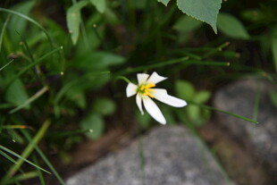 草丛中的单朵白色小花