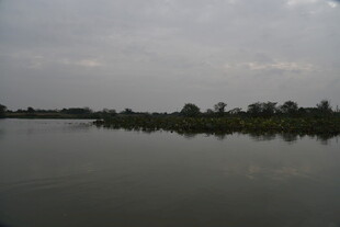 宁静湖面与远处树木倒影