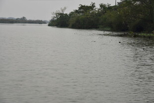 宁静河岸的开阔水域景色