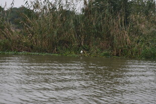 河畔芦苇与水中景致