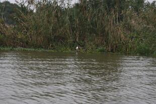河畔绿植旁的宁静水面