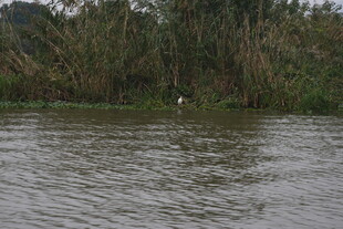 河边水草旁的宁静水面