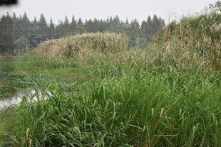 湿地芦苇丛生的自然景致