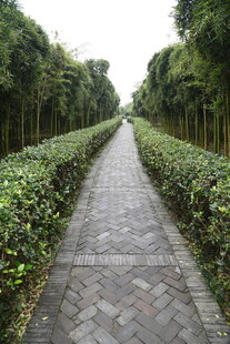 林间砖石小径 绿植相伴