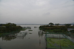 水乡景观 水域与绿植相映