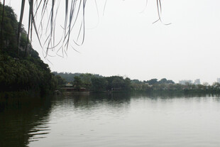 湖畔垂柳景 静谧山水间
