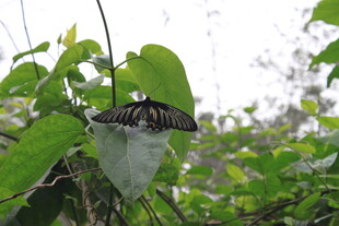 绿叶上停歇的美丽蝴蝶