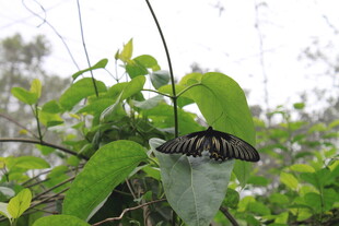 绿叶上休憩的黑色蝴蝶