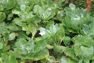 绿叶丛中绽放的白色小花