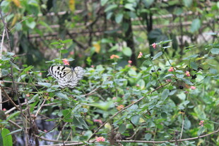 丛林中的隐秘鸟类