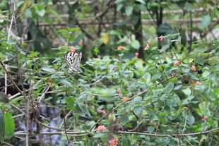 丛林中的猫头鹰