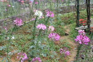 林间绽放的绚烂野花