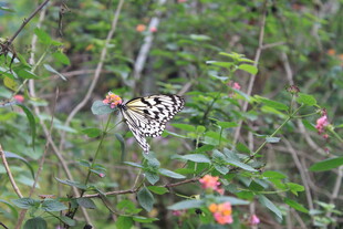 花丛中停歇的美丽蝴蝶