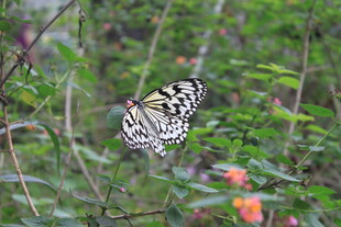 花丛中停歇的美丽蝴蝶