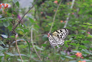 花丛中飞舞的黑白蝴蝶