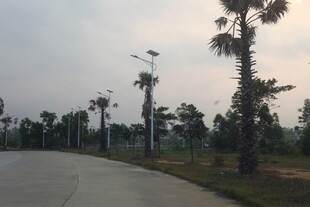 湛江乡间林荫路 静谧自然景