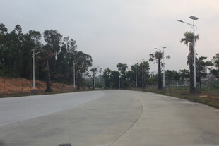 湛江宽阔道路旁林立的树木