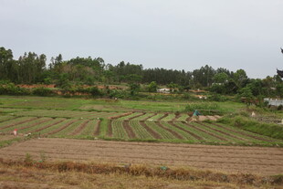 田园风光中的农田劳作场景