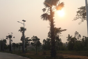 湛江夕阳下的棕榈树景观