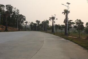 湛江乡村公路边的挺拔棕榈树