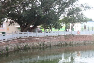 湛江湖畔古树下的宁静景致