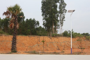 湛江户外土坡旁的绿树与路灯