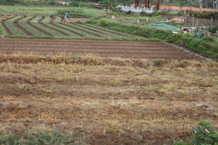 湛江秋日梯田景色