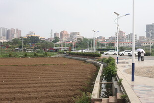 湛江城市中街边的农田景观