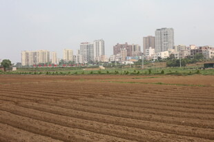 湛江城郊田野与远处高楼景观