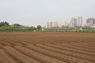 湛江城郊农田与远处高楼景观