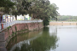 湛江河畔绿树环绕的宁静景象