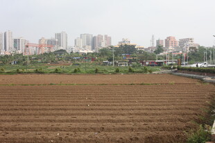 湛江城郊农田与远处建筑群