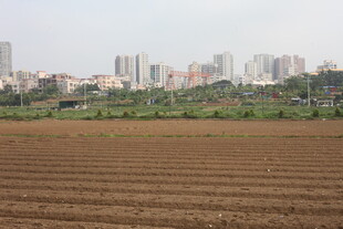 湛江城郊田野与远处高楼景象