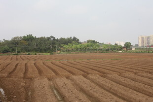 湛江田野耕地景象