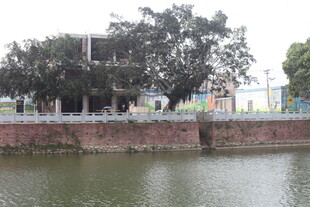 湛江河边绿树环绕的景致