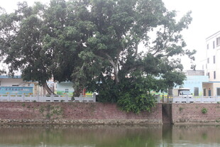 湛江河边大树与砖墙景致