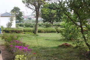 湛江美丽庭院绿植花卉景观