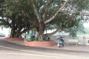 湛江路边繁茂大树下停放的摩托