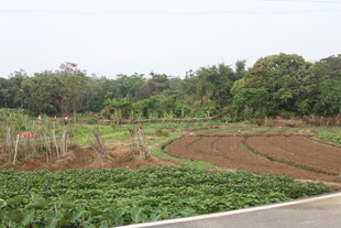 湛江田园风光中的农田与植被