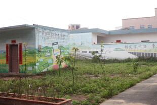 湛江乡村彩绘墙旁的绿植景观