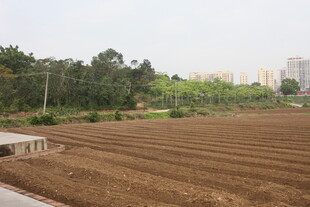 湛江农田耕地景象