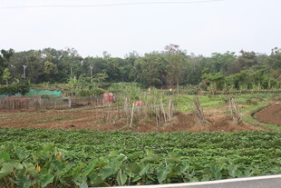湛江田园风光中的农田与植被