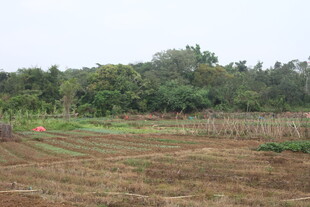 湛江田野中的农田与茂密树林