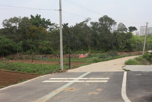 湛江城郊道路旁的绿植景观