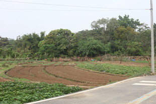 湛江乡村田野旁的道路景观