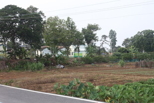 湛江乡村田野边的开阔景象