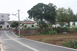 湛江乡村公路旁的宁静景致
