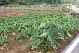 湛江农田里的绿色作物景观